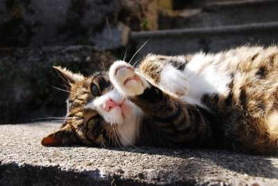 猫 太阳 落下 暮光 猫脸 小猫 可爱的猫咪 家猫 鲭鱼 家畜