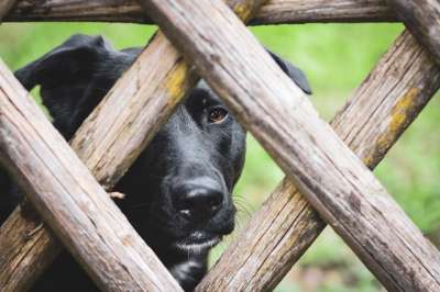 狗 宠物 栅栏 木头 动物 黑狗 国内的 犬类 哺乳动物