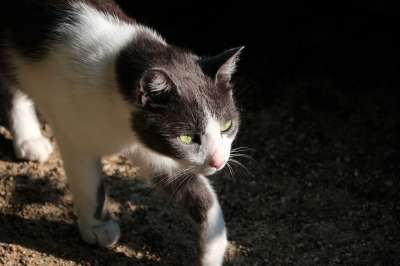 猫 动物 家畜 家猫 野生动物 头 猫眼 好奇的