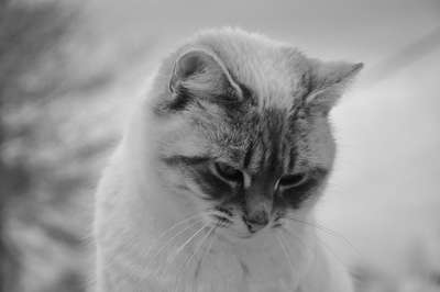 猫 猫头下 黑白照片 猫Nala 家畜 哺乳动物