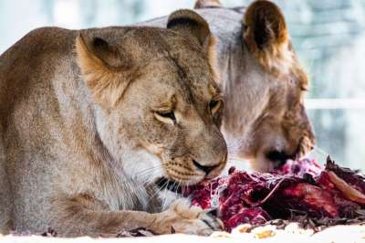 狮子 掠食者 大猫 危险的 吃下去 肉