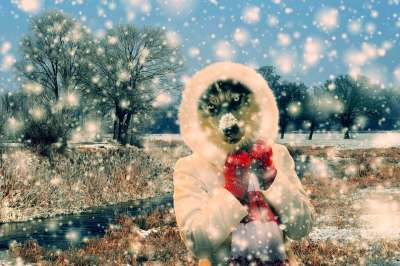 沙哑 雪橇犬 雪 降雪 冬天 寒冷的 圣诞节 景观