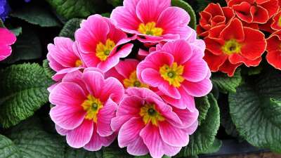 报春花 春天的花朵 马特里