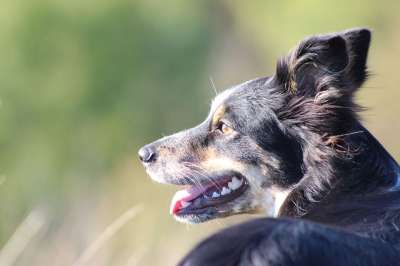 边境牧羊犬 牧羊犬 狗 头 动物 宠物 肖像