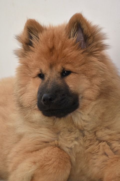 狗 狗Eurasier Eurasier 婊子Ponieblue 动物