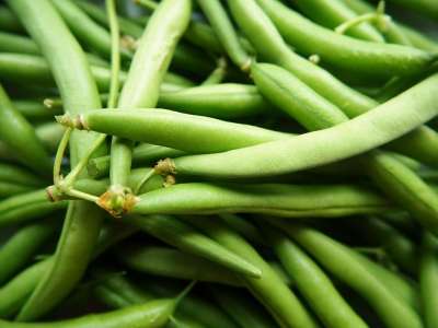 绿豆 蔬菜 花园 生物 植物 一顿饭 收成 食物 新鲜 豆子