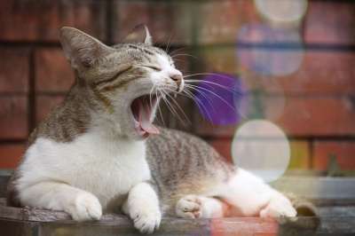 猫 动物 狗 舔 毛茸茸的 老虎 狮子 狐狸 眼睛 狗狗