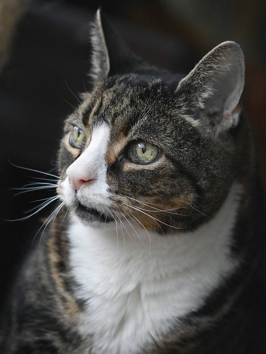 猫 宿醉 老猫 家畜 猫肖像 家猫 看法