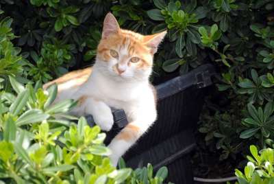 猫 黄色 公园 花 放松 花园 绿色 叶子 伊斯坦布尔 海滨