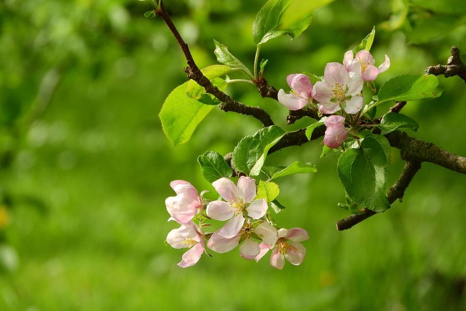 苹果花, 苹果树, 盛开的苹果树, 盛开, 树, 果树, 粉红色的花, 开花