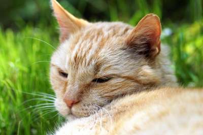 猫 自制 宠物 微红 疲劳的 休眠的 谎言