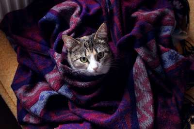 猫 宠物 枪口 格子 毯子 风格 毛茸茸的猫 猫在做梦 猫看起来