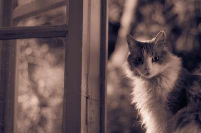 猫 动物 猫科动物 吉祥物