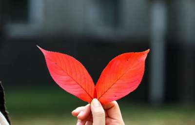 秋天的树叶 秋季 红色 树 叶子 叶 大自然 景观 汉城 植物