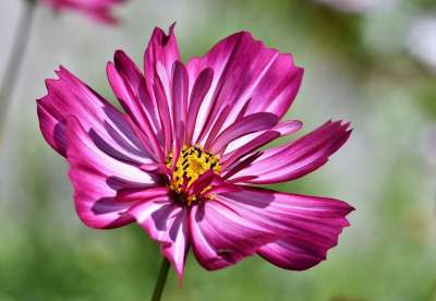 Cosmea 花 开花 花瓣 植物 植物群 自然