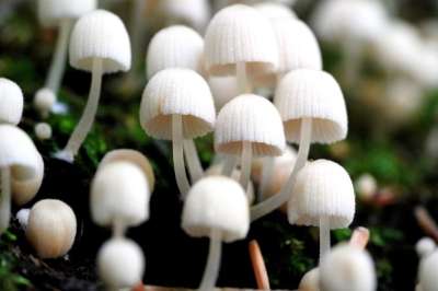 蘑菇 Mshroom 野生的 山 自然 夏天 秋天 新鲜的 花