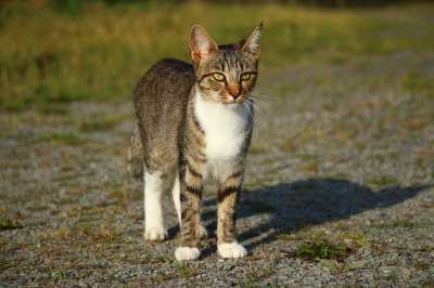 猫 小猫 鲭鱼 虎猫 家猫