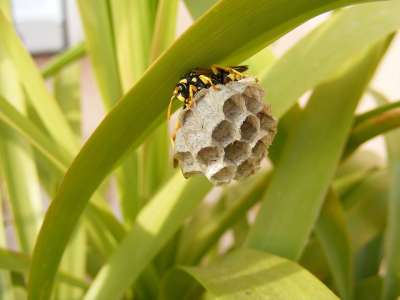 蜜蜂 巢 昆虫 家 六边形 家庭 动物 自然 野生动物 黄蜂