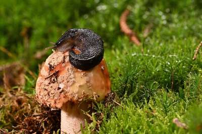 蘑菇 苔藓 光盘真菌 森林 裸鳃类动物 自然