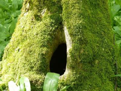 树干 洞 Moss 大自然 春天 绿色