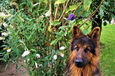 德国牧羊犬 狗 肖像 背景 舌头 看法 眼睛 耳朵 花园