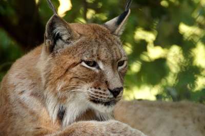 猞猁 动物 大猫 猫 野猫 猞猁猞猁 Eurasischer 猞猁