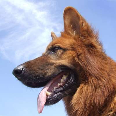 德语 牧羊人 狗 宠物 犬类 动物 德国牧羊犬 毛皮 头发