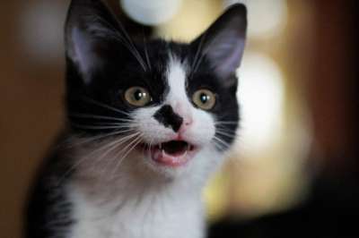 猫 猫科动物 胡须 哺乳动物 年轻 小猫 孩子 黑和白 肖像