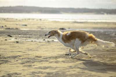 拉布拉多猎犬 婊子 海 速度 沙 狗 动物 海滩 库尔 外部
