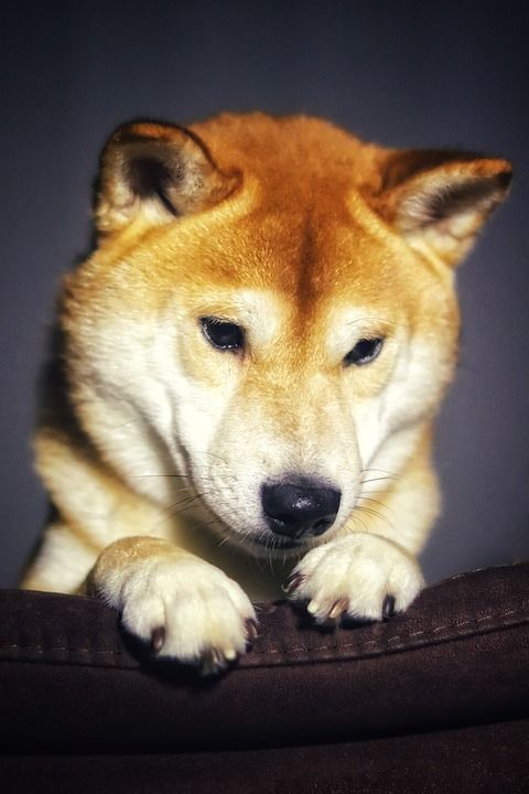 狗 芝 家畜 日本人 纯种 狗的头 动物肖像 浅褐色 日本