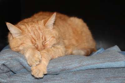 猫 小猫 红色的 睡觉 天花板 家畜 动物 家猫
