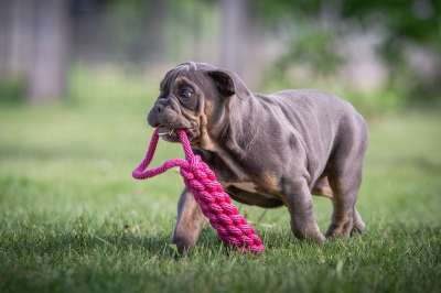 小狗 斗牛犬 狗 可爱的 玩