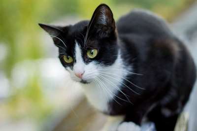 猫 关闭 家猫 Katzenkopf 动物 野生动物 头 猫脸