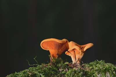 蘑菇 假鸡油菌 苔藓 森林地面 森林 落下 自然 关闭