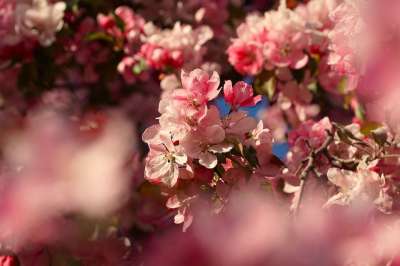 樱花 花朵 粉红色的花瓣 花瓣 盛开 开花 植物群 春天的花朵