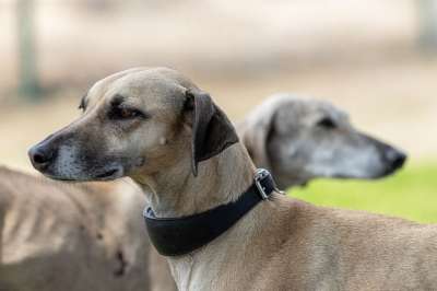 狗 灵缇犬 家畜 动物 波斯猎犬 动物肖像 关闭 狗肖像
