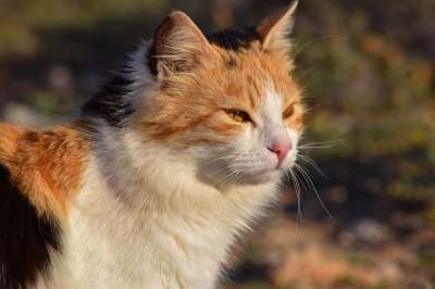 猫 迷路 动物 可爱的 脸 眼睛 肖像 户外的 小猫 自然