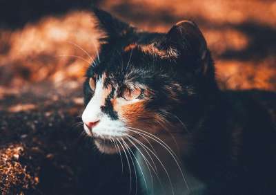 动物 模糊 猫 特写 可爱的 夏时制 眼睛 重点 毛皮 头发