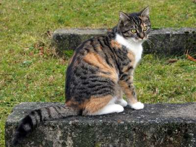 幸运猫 丰富多彩的猫 三色猫 女王 欧洲短毛 坐着 四色 美丽的