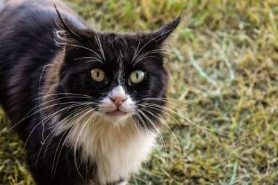 猫 野性的 猫科动物 动物 哺乳动物 看着 自然