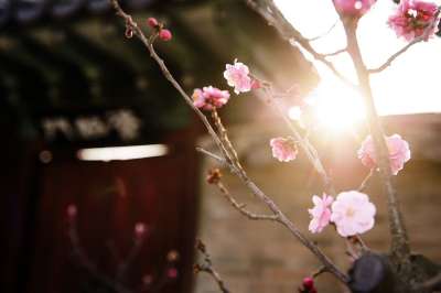 大韩民国 传统 紫禁城 构造 蒙萨尔 月亮 韩国传统 昌德宫 花