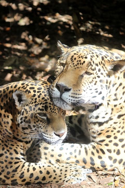 捷豹 猫 动物园 野生动物 猫科动物 依偎