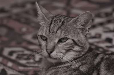 猫咪 斑猫 枪口的一只猫 猫