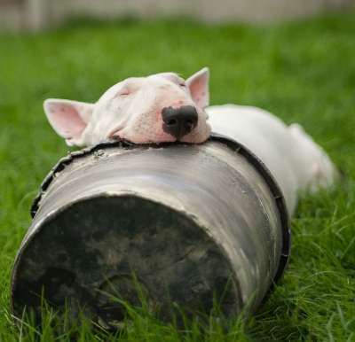 狗 动物 小狗 年轻 种族 游戏 英语斗牛犬 驯养的