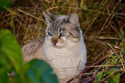 猫 猫科动物 宠物 驯化 动物 哺乳动物 捕食者 小胡子 女性