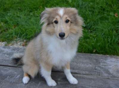 狗 小狗 年轻的狗 狗坐 设得兰群岛牧羊犬 动物 柔软的 可爱