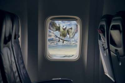 的传输系统 飞机 车辆 旅行 里面 窗户 鸟 空中交通