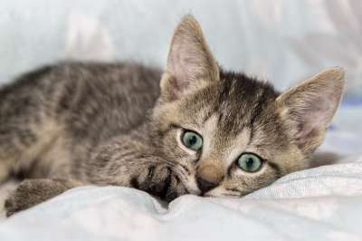 宿醉 小的 鲭鱼 小猫 家猫 家畜 可爱的 猫 猫宝宝 猫脸
