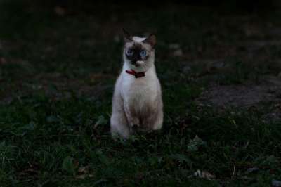 那只猫 缅甸语 蓝眼睛 猫似的 美丽的