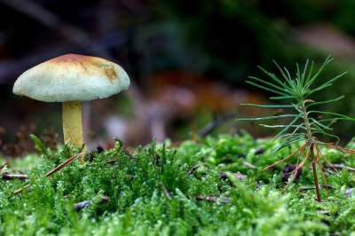 森林 蘑菇 森林地面 苔藓 电梯